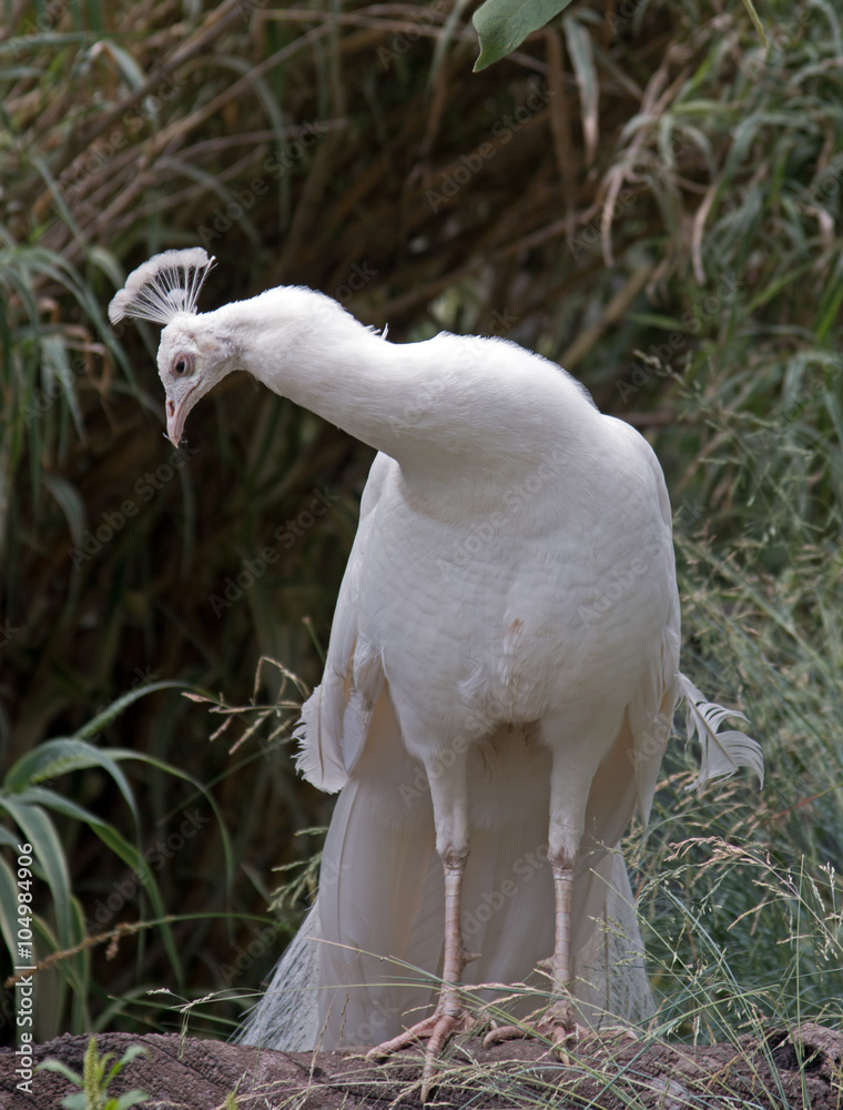 Fototapeta premium Albino Peacock in mountains outside Adelaide Australia