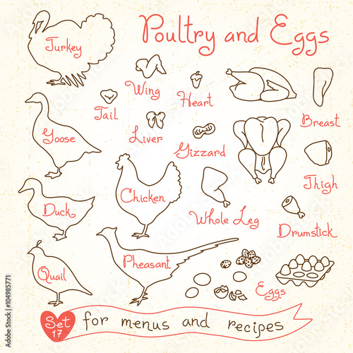 Set drawings of poultry and egg for design menus, recipes. Poultry meat chicken, turkey, goose, duck, quail, pheasant.