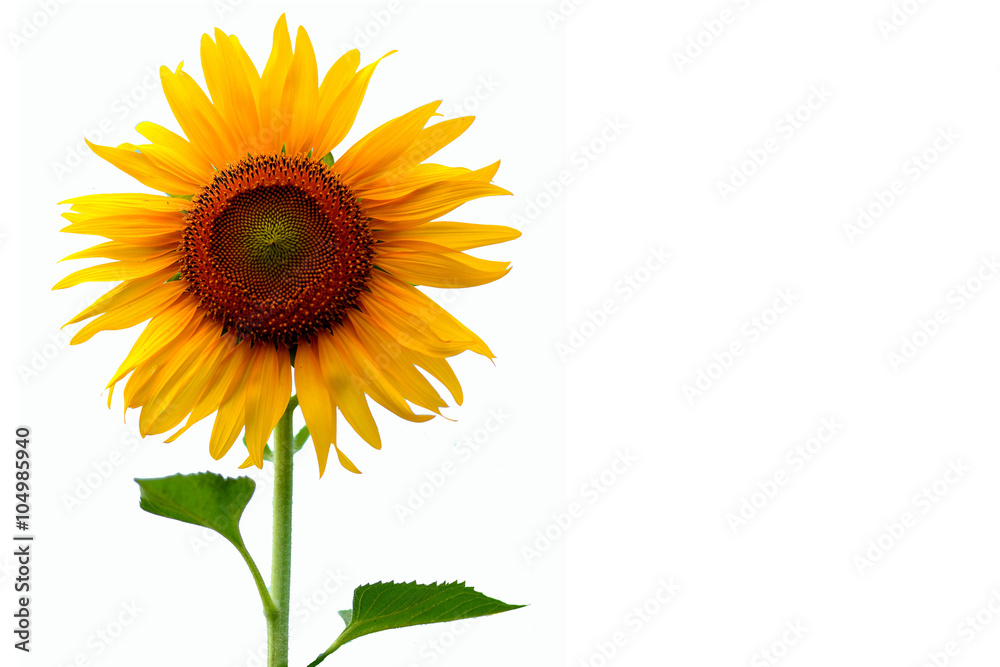 Obraz premium Sunflower on white isolated background