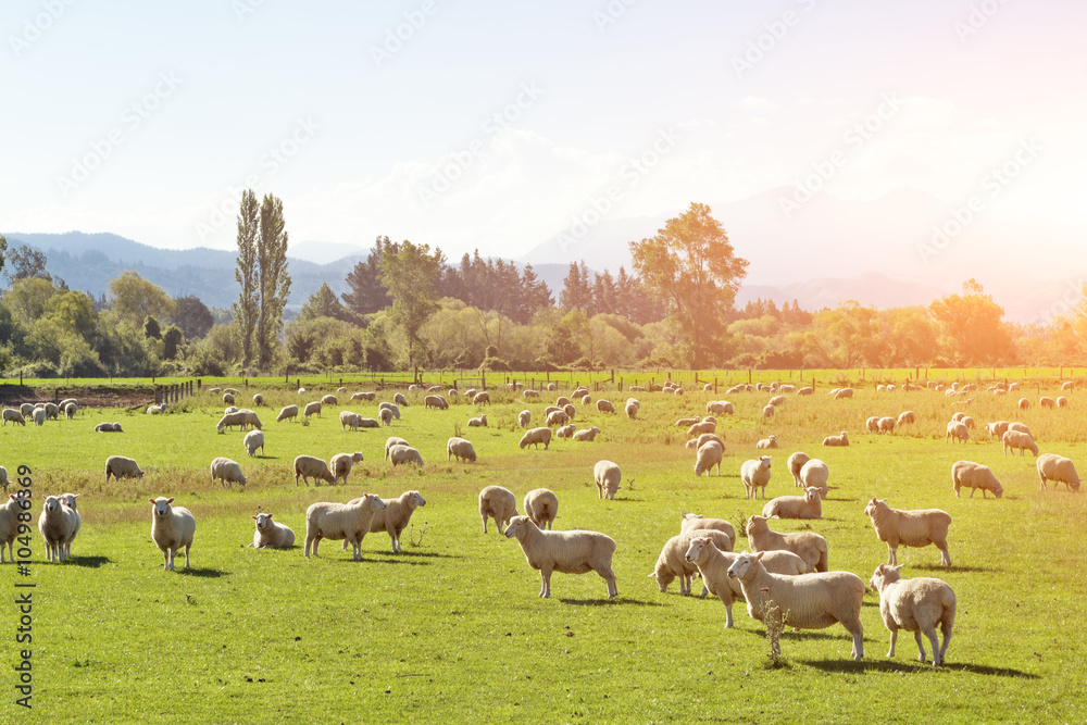 Obraz premium pasture with animals in summer sunny day in New Zealand