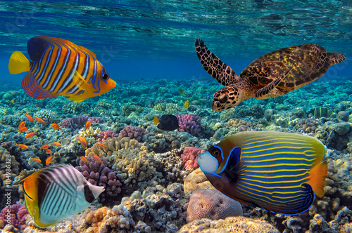 Colorful coral reef with many fishes and sea turtle. Red Sea, Eg