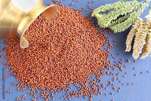 Healthy food ragi or finger millet with its green and dried stalks.