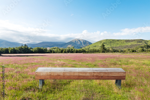 wood long stool in pasture in summer sunny day in New Zealand