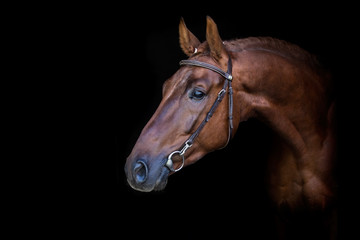 Red stallion on black background