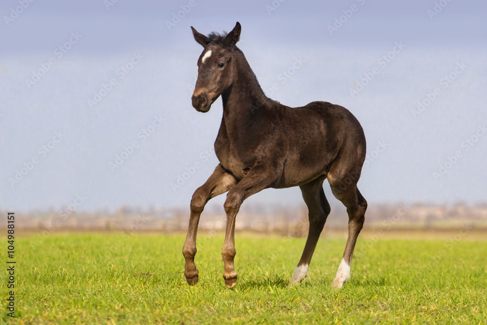 Bay foal play Bay foal play