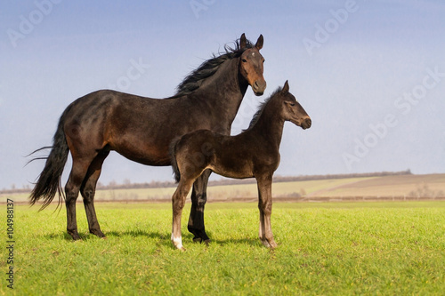 Mare with colt on spring pasture exterior
