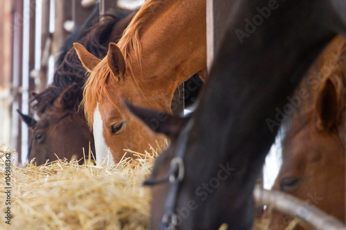 Horse eat in farm