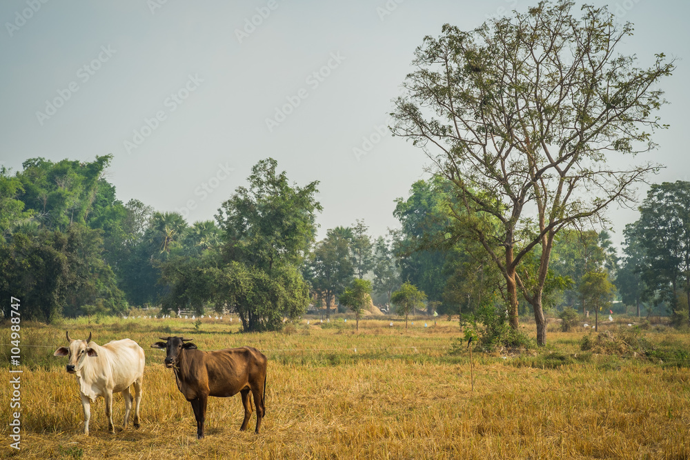 Cattle in pasture