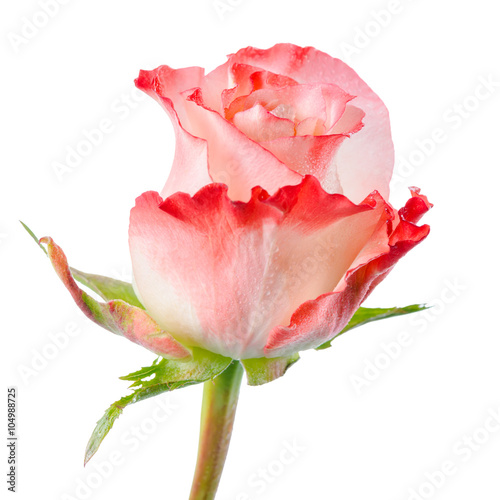 lose up of abstract romantic beautiful pink rose flower with dro