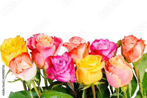 beautiful bouquet colorful rose flowers with dew is isolated on
