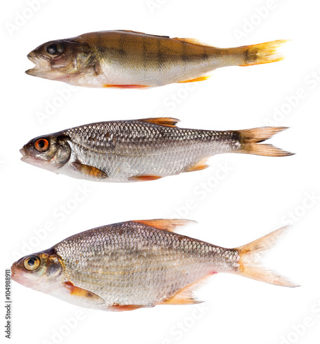 three freshwater small fishes isolated on white