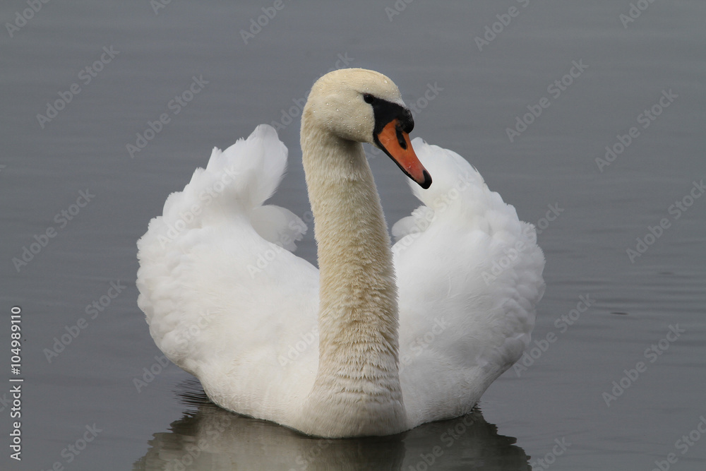 Obraz premium Cigno reale display