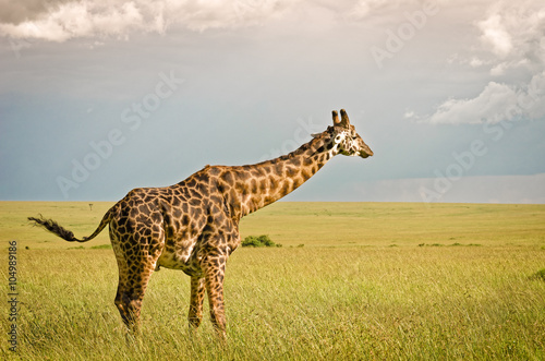 Giraffe in Masai Mara National Reserve, Kenya.
