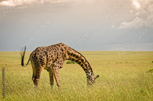 Giraffe in Masai Mara National Reserve  Kenya.