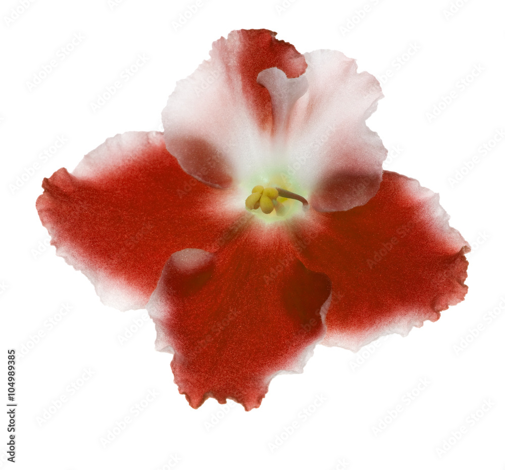 white and red isolated violet