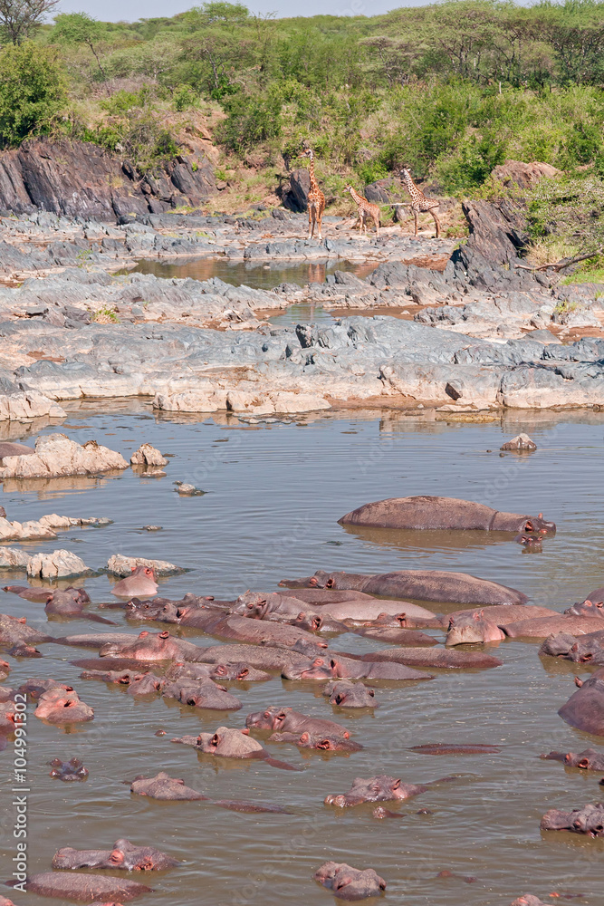 Hippopotamus (Hippopotamus amphibius) bathes in river among others. Serengeti National Park, Great Rift Valley, Tanzania, Africa. 
