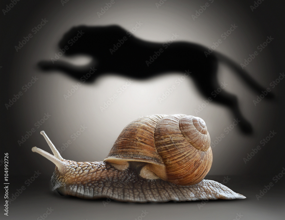Fototapeta premium Snail with cheetah shadow. Concept graphic in soft vintage style