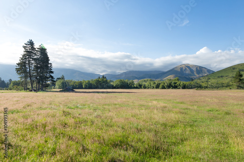 pasture in summer sunny day in New Zealand