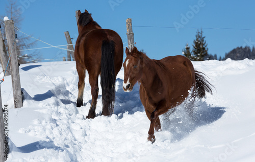 braune Pferde im Schnee