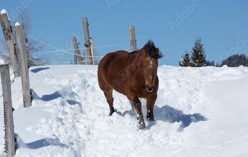 braunes Pferd im Schnee © Kara