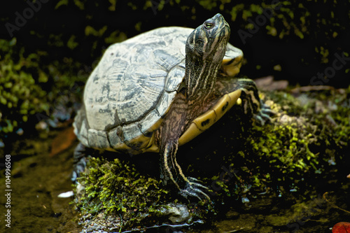 turtle 