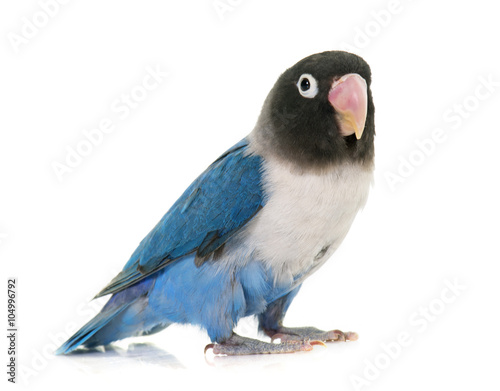 Leinwand Poster blue masqued lovebird