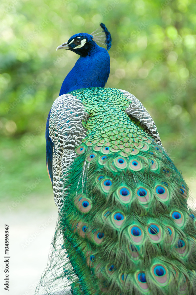 Obraz premium Pavone