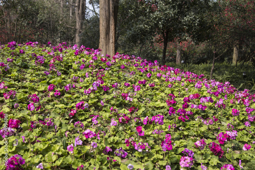 Fototapeta Naklejka Na Ścianę i Meble -  spring landscape in a park,chengdu,china