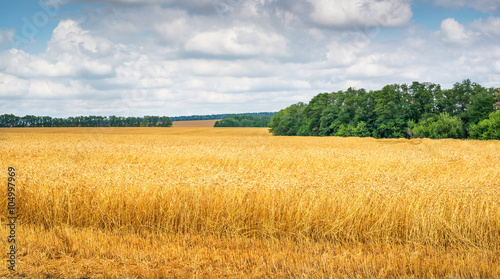 Amber waves of grain