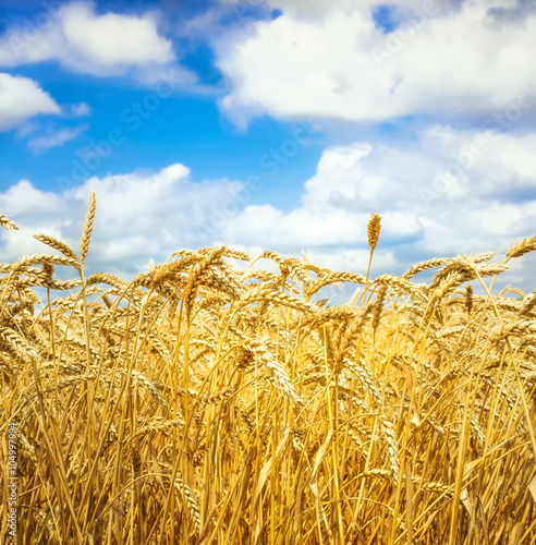 Wheat and clouds