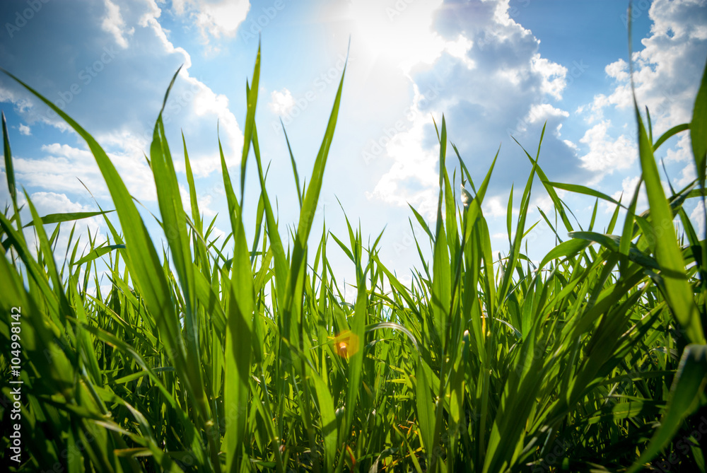 Obraz premium Green grass under blue sky
