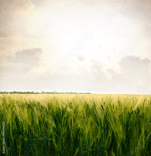 Wheat on the field