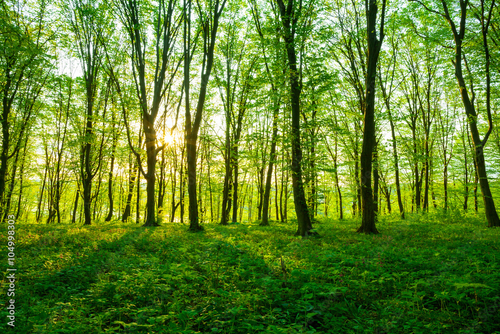 Fototapeta premium sunrise in the green forest