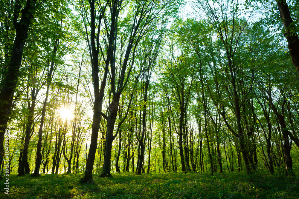 Fototapeta premium sunrise in the green forest