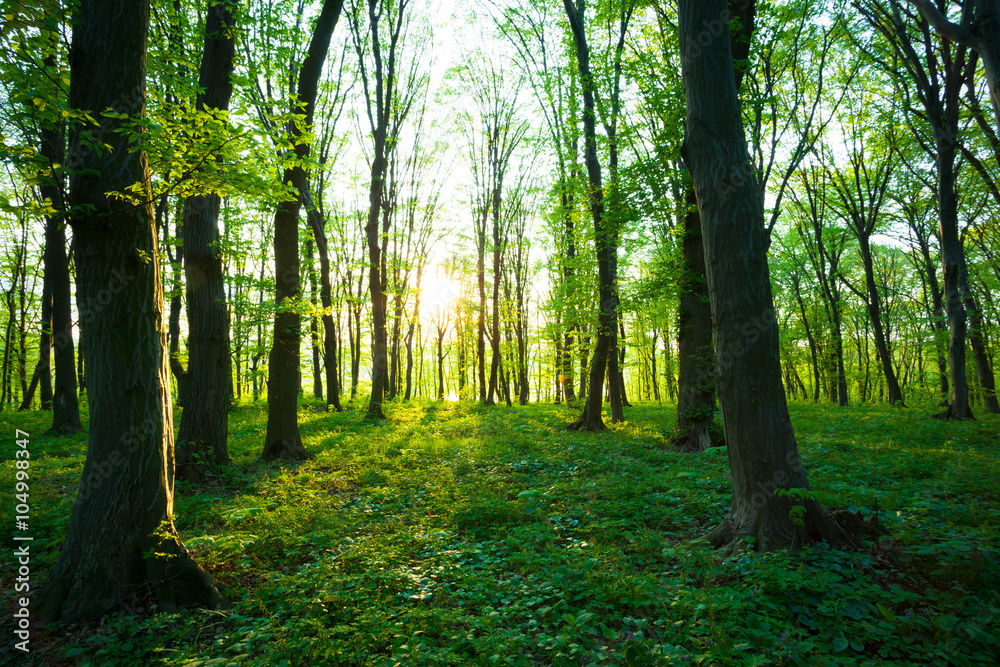 Naklejka premium sunrise in the green forest