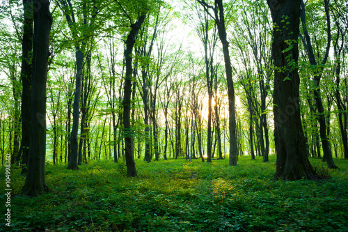 Fototapeta Naklejka Na Ścianę i Meble -  sunrise in the green forest