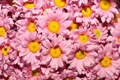 Beautiful pink chrysanthemums flowers