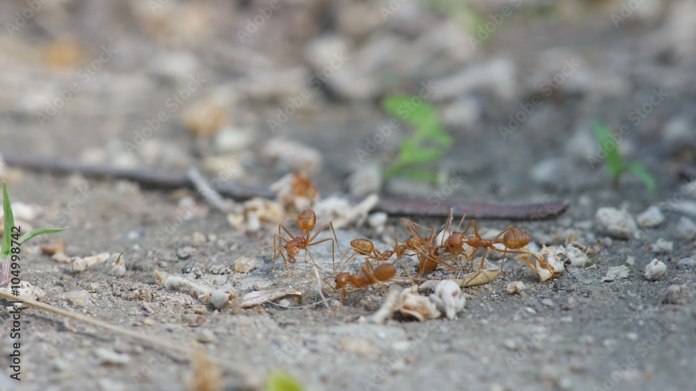 weaver ants are try to carrying the dead body ant on the ground