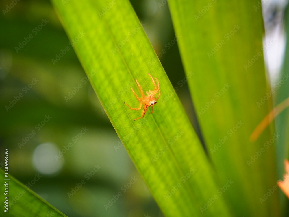 Tiny spider on green leaf Tiny spider on green leaf