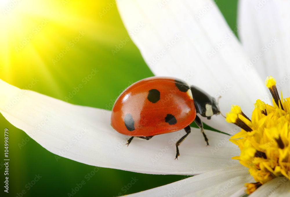 Obraz premium Ladybug and flower