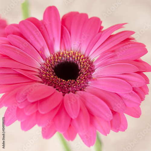 Pink Flower isolated  square cropped.