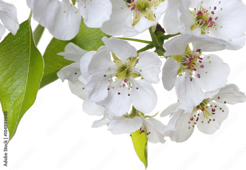 Fototapeta premium blossoms isolated on white