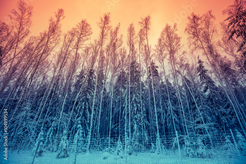 Winter forest with with gradient color