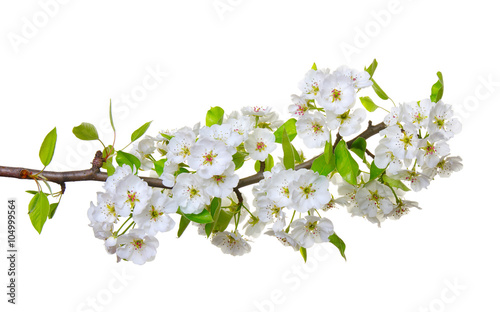  blossoms isolated on white