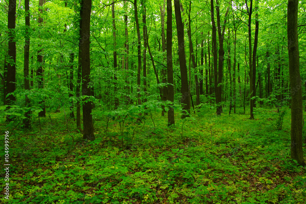 Obraz premium piękny zielony las