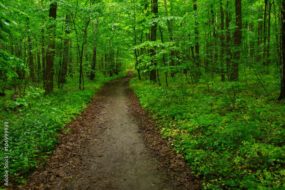 green forest green forest