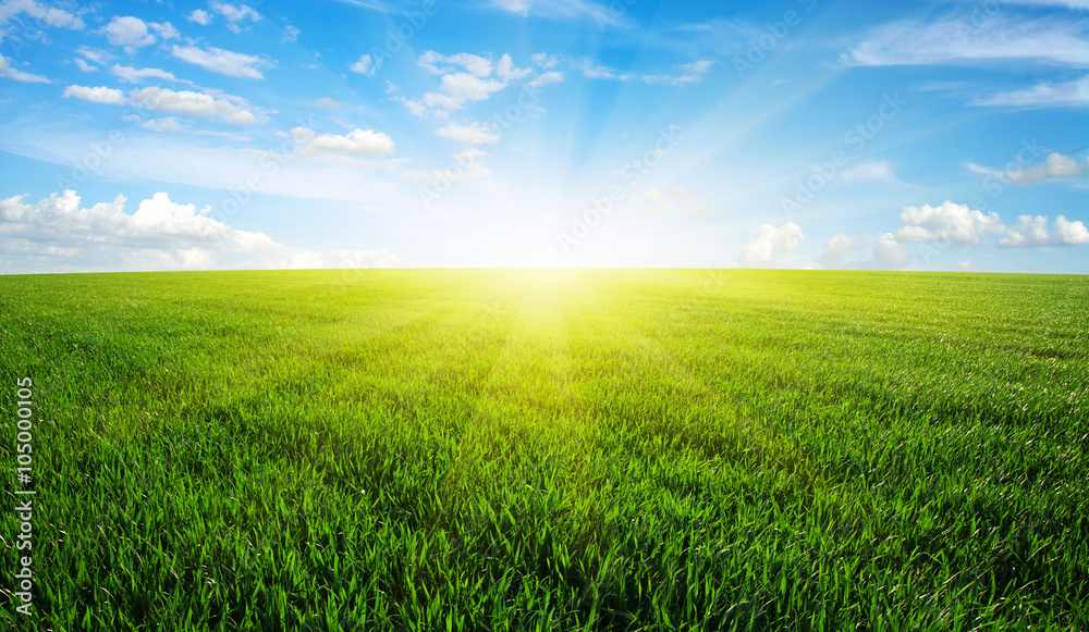 field and sun