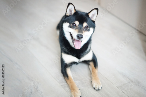 Shiba Inu with smiley face