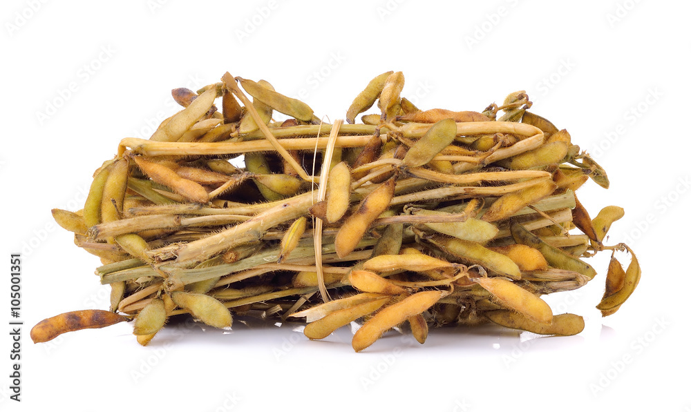 soy bean on white background