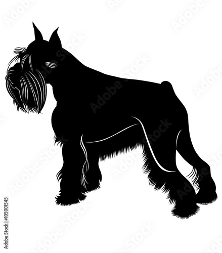 miniature schnauzer dog